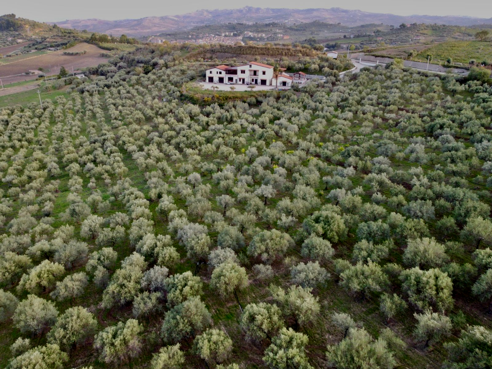 Vista dall'alto dei nostri uliveti